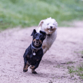 Consejos para adoptantes