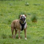 Un perro con arnés y bozal