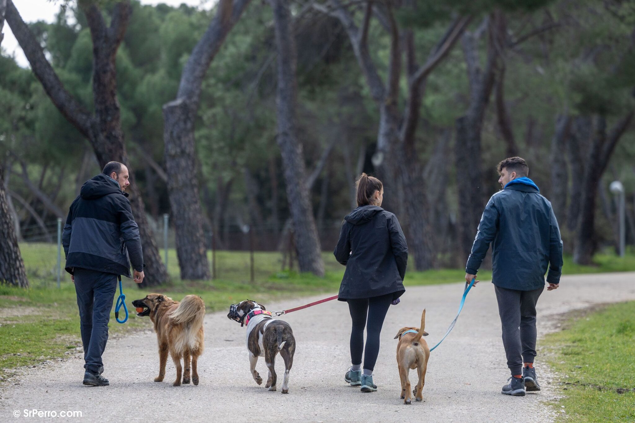 Grupo de perros paseando con correa, incluyendo un PPP con bozal