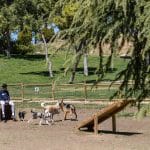 Parque Canino en la ciudad