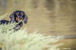 Si no conoces a un perro, ¿cómo hay que saludar?