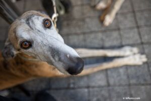 Un galgo nos mira