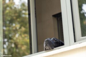 Un perro solo en casa