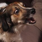 Perro con miedo