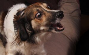 Perro con miedo
