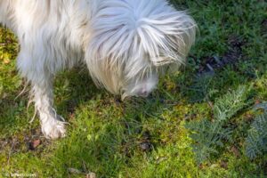 Perro olisqueando caca en la hierba