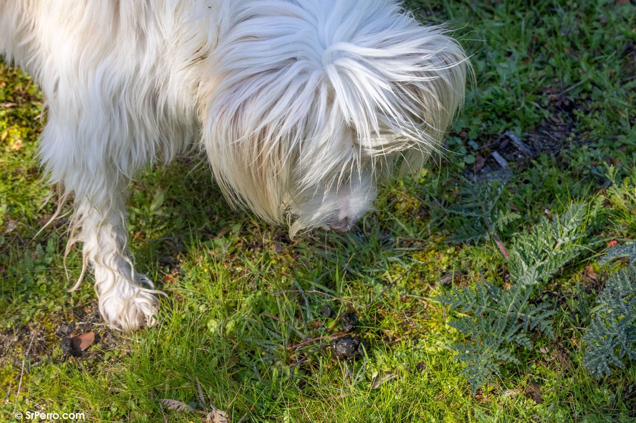Perro olisqueando caca en la hierba