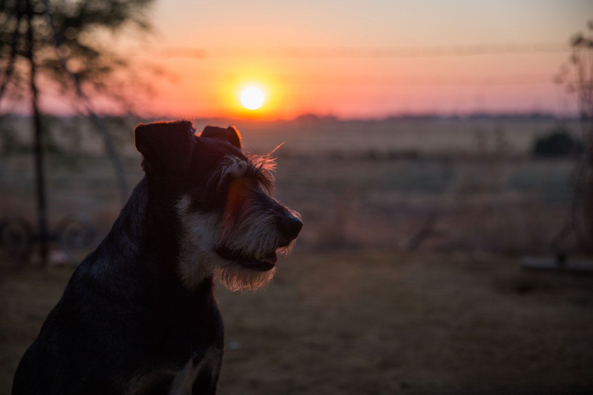Colega y la puesta de sol
