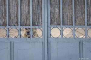 Un perro encerrado en una parcela