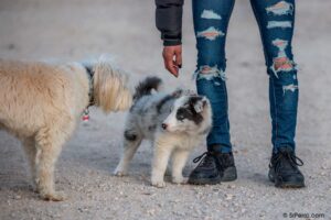 Un cachorro dando sus primeros paseos