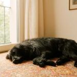 Un perro descansando en su casa de acogida