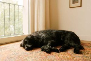 Un perro descansando en su casa de acogida