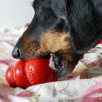 Perra disfrutando de un kong relleno
