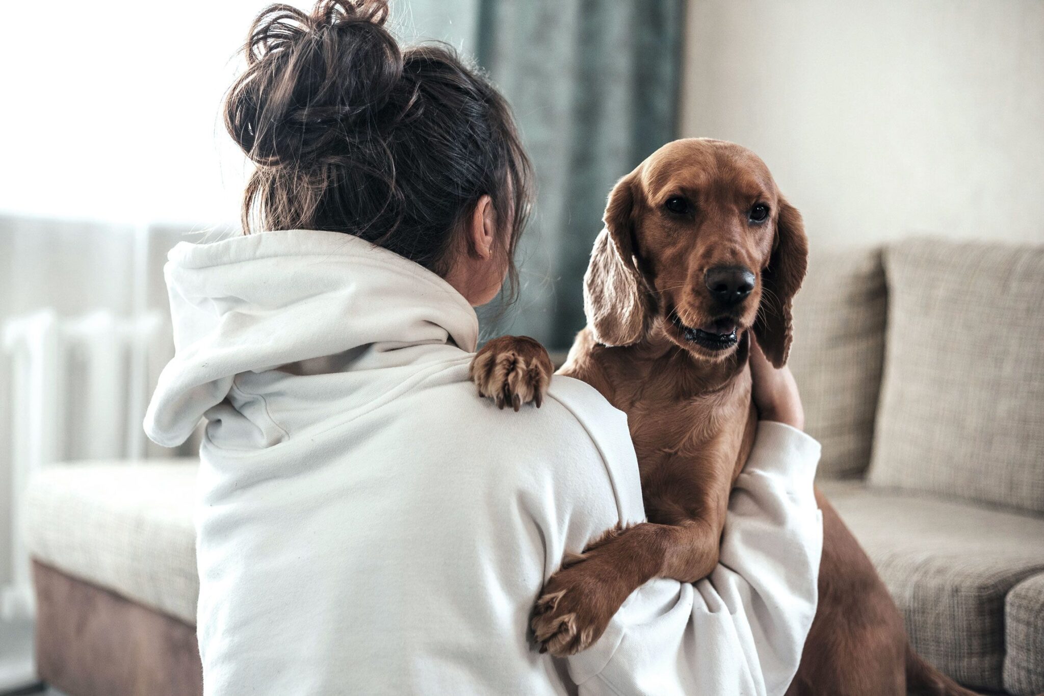 Un perro en su casa de acogida