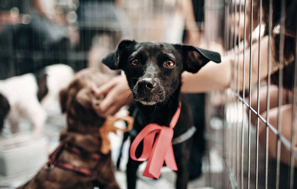 Perro mostrando señales de malestar en una protectora