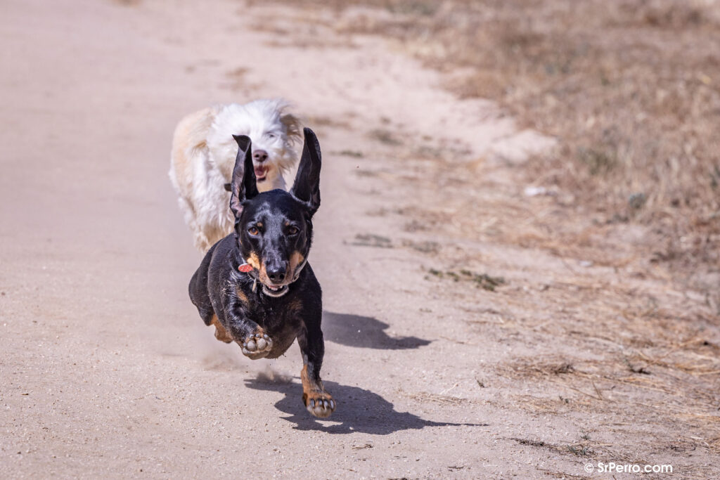 Dos perras acudiendo cuando su persona les llama. Imagen del Curso sobre cómo hacer que un perro venga cuando le llamas.