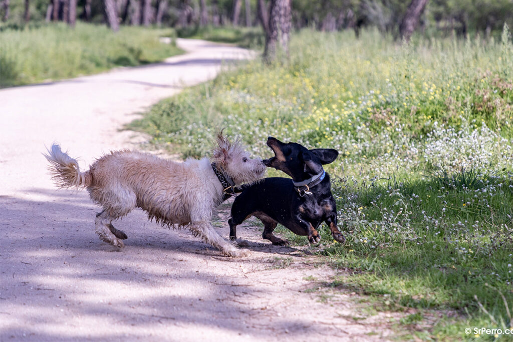 Tia y Vilma mostrando varias señales de lenguaje canino