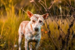 Un perro mestizo en el campo
