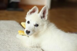 Cachorro relajado en una casa