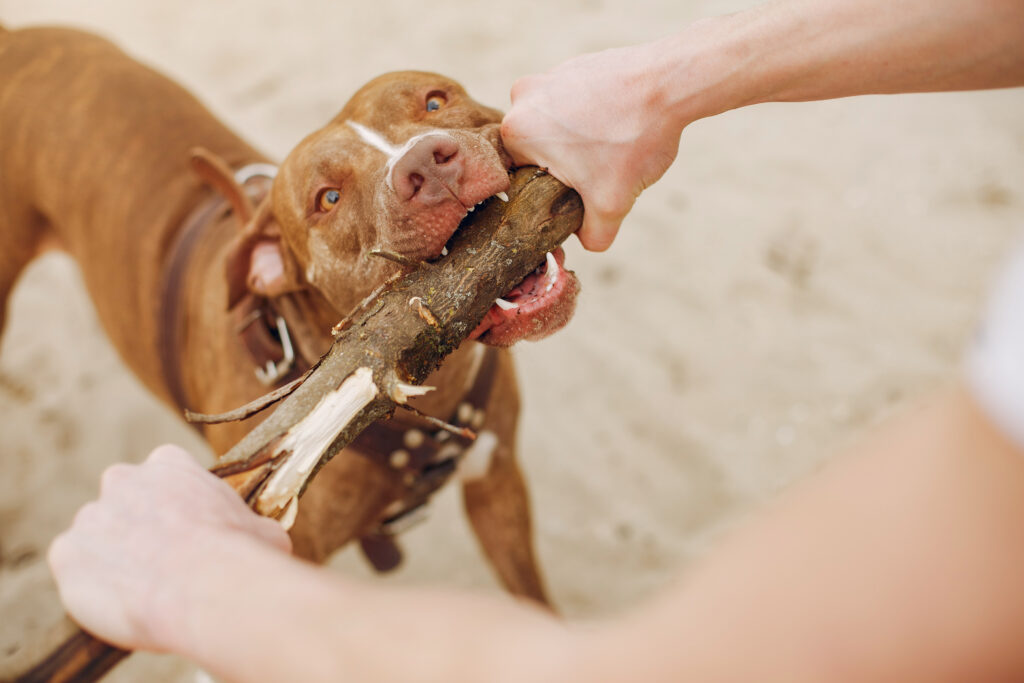 Estrategias de adaptación tras la adopción en perros
