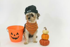 Perro incómodo con su disfraz de Halloween