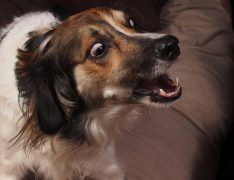 Perro con miedo