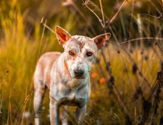 Un perro mestizo en el campo